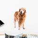 Golden Retriever Dog Posing in Studio 