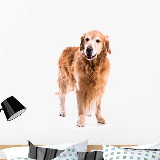 Golden Retriever Dog Posing in Studio 