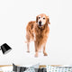 Golden Retriever Dog Posing in Studio 