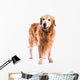 Golden Retriever Dog Posing in Studio 