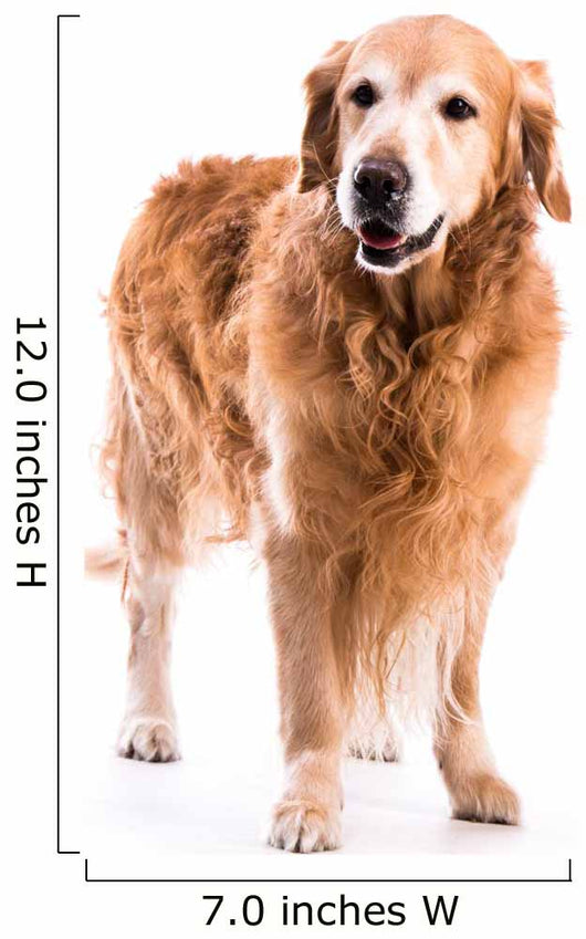 Golden Retriever Dog Posing in Studio 