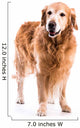 Golden Retriever Dog Posing in Studio 