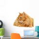 Fluffy Red  Cat  Isolated on White Background Wall Decal