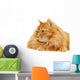 Fluffy Red  Cat  Isolated on White Background Wall Decal