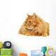 Fluffy Red  Cat  Isolated on White Background Wall Decal