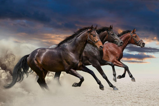 Horses running at a gallop along the sandy field Wall Mural
