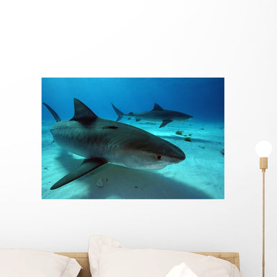 Tiger Sharks Tiger Beach Wall Decal shown on a wall