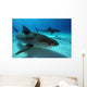 Tiger Sharks Tiger Beach Wall Decal