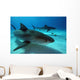 Tiger Sharks Tiger Beach Wall Decal