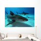 Tiger Sharks Tiger Beach Wall Decal