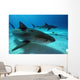 Tiger Sharks Tiger Beach Wall Decal