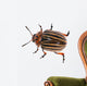 illustration with single colorado potato beetle Wall Decal