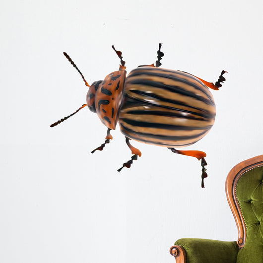 illustration with single colorado potato beetle Wall Decal