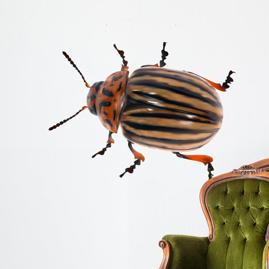 illustration with single colorado potato beetle Wall Decal