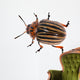illustration with single colorado potato beetle Wall Decal