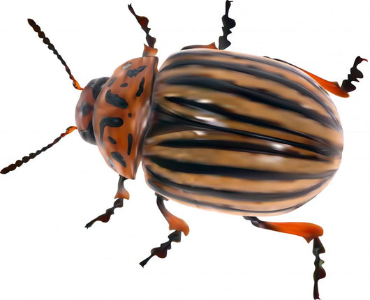 illustration with single colorado potato beetle Wall Decal