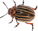 illustration with single colorado potato beetle Wall Decal