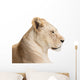 Waiting lioness Wall Decal