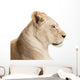 Waiting lioness Wall Decal