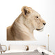 Waiting lioness Wall Decal
