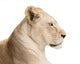 Waiting lioness Wall Decal