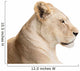 Waiting lioness Wall Decal