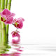 Orchid Flower 