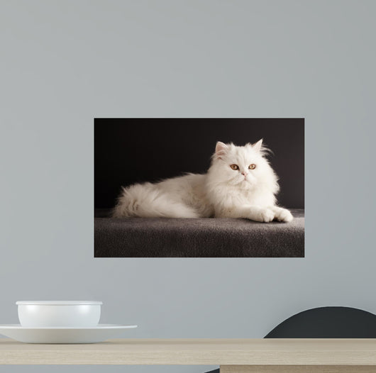 White cat relaxing 