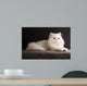 White cat relaxing 