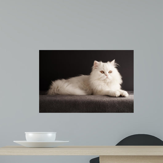 White cat relaxing 