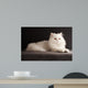 White cat relaxing 