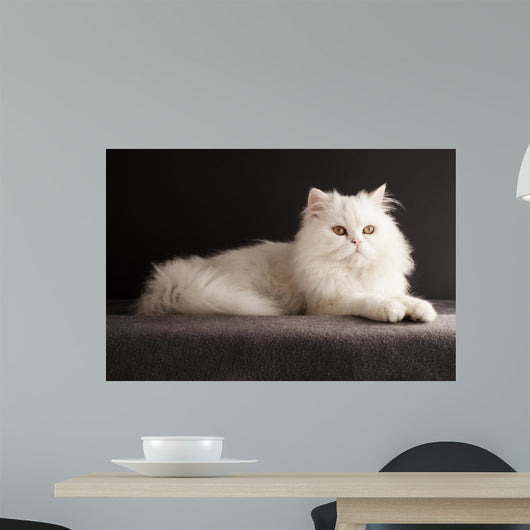 White cat relaxing 