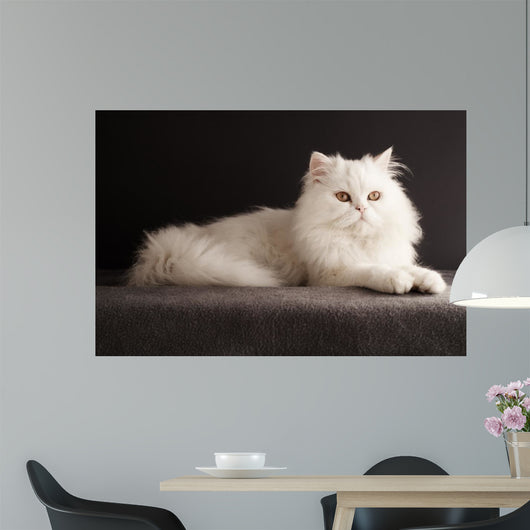 White cat relaxing 