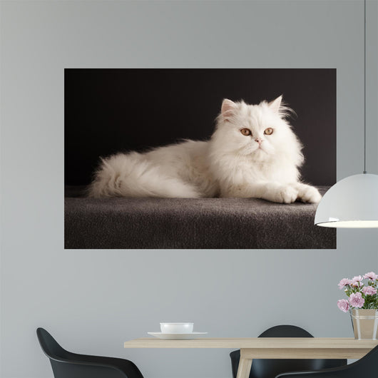 White cat relaxing 