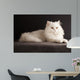 White cat relaxing 