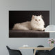 White cat relaxing 