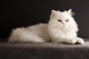 White cat relaxing 