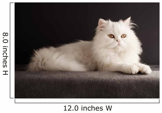 White cat relaxing 