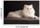 White cat relaxing 