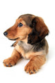 Dachshund Puppy Wall Decal