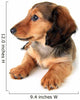Dachshund Puppy Wall Decal
