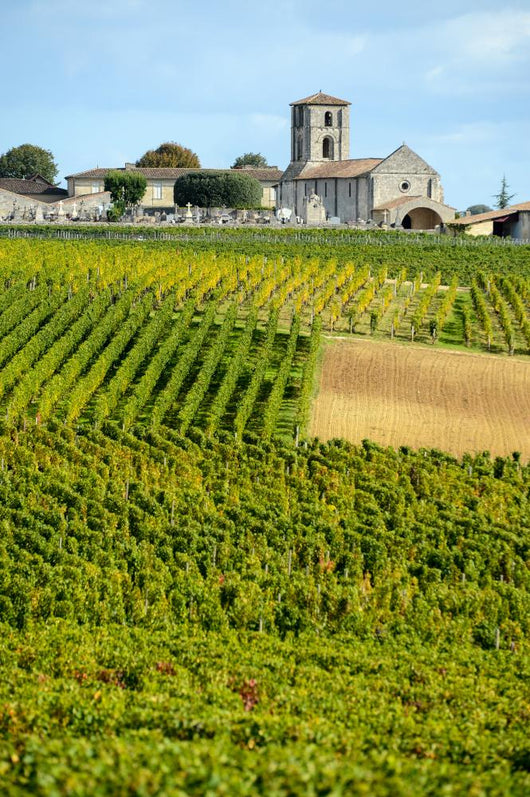 Vineyards of Montagne-Saint-Emilion Bordeaux Vineyards 