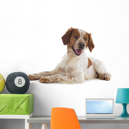 brittany spaniel Wall Decal