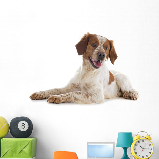 brittany spaniel Wall Decal