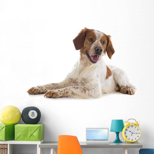 brittany spaniel Wall Decal