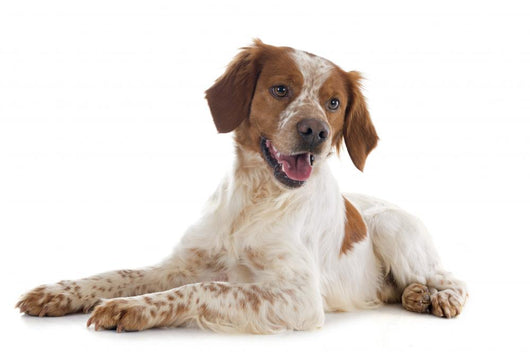 brittany spaniel Wall Decal