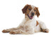 brittany spaniel Wall Decal