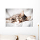 Cat White Veil Wall Decal