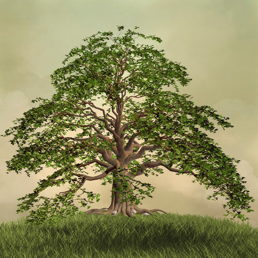 Enchanted nature series - The green tree 