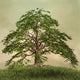 Enchanted nature series - The green tree 